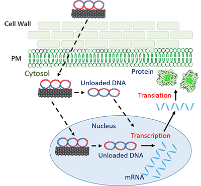 illustration of carbon nanotube carrying plasmid DNA penetrating cell wall to enter cell's nucleus, resulting in production of new protein. 