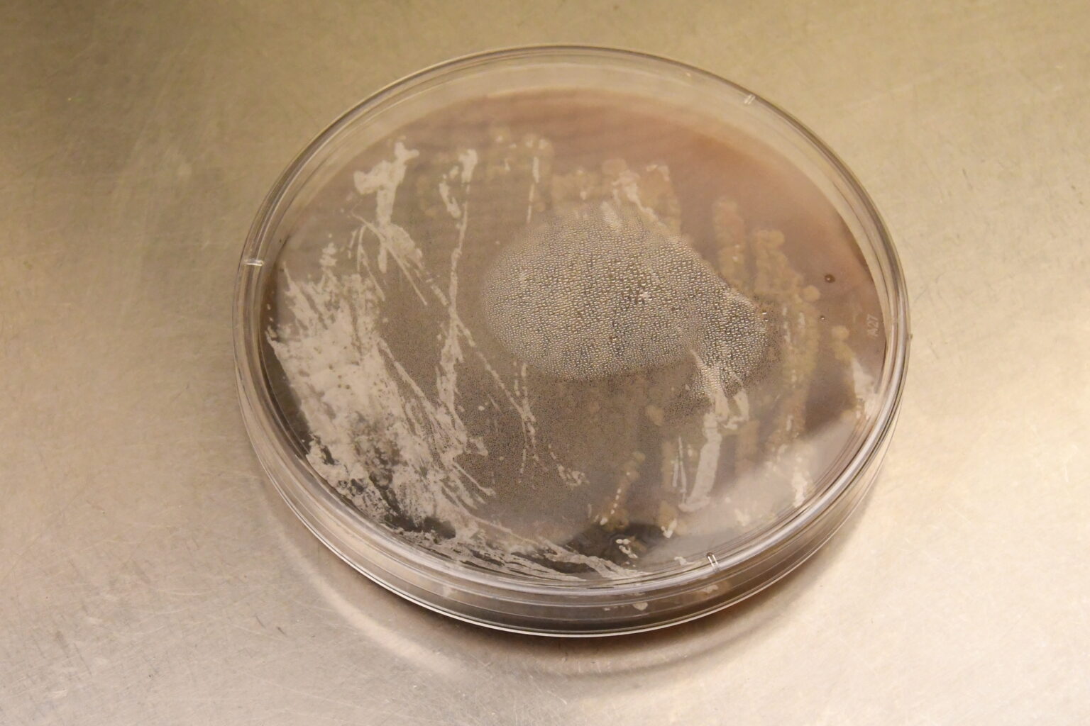 Wenjun Zhang Bakar Fellows Program