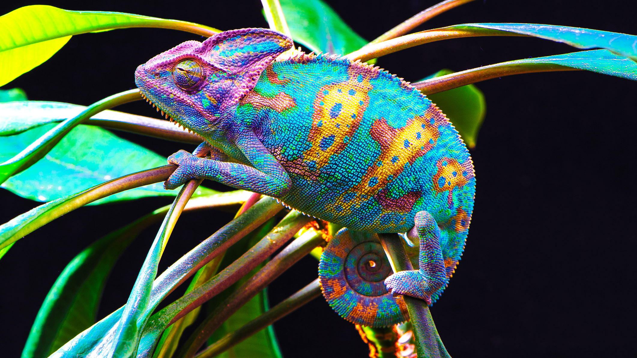 chameleon